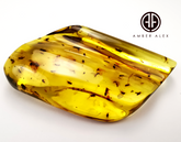 Natural Amber Wave Shape Stone With Insects